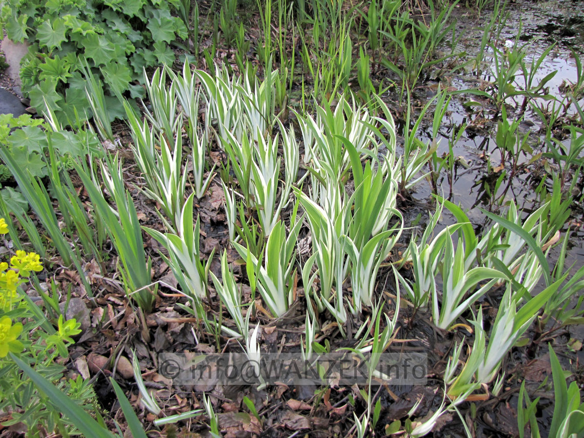 Iris laevigata Variegata 05.JPG